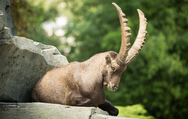Горный козел с большими рогами лежит на камне