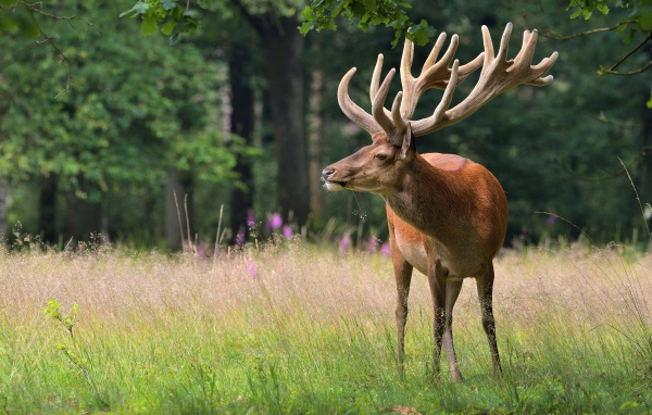 Большой олень в зеленом лесу 