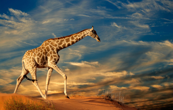 Большой жираф под красивым облачным небом