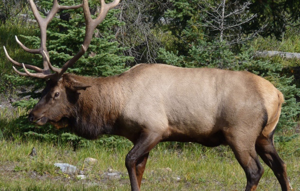 Олень с большими рогами в лесу