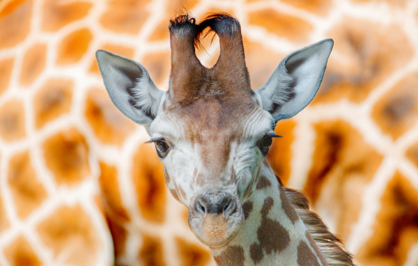 Морда жирафа крупным планом 