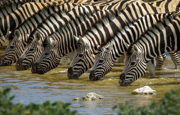 Полосатые зебры у водопоя летом