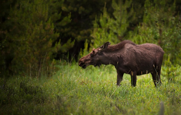 Большой лось пасется на зеленой траве