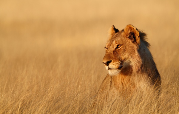 Большая львица сидит в сухой траве в лучах солнца