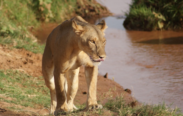 Большая львица идет по берегу водоема