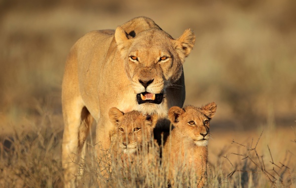 Большая львица с двумя маленькими львятами идет по сухой траве