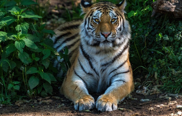 Большой полосатый тигр лежит в зеленых зарослях
