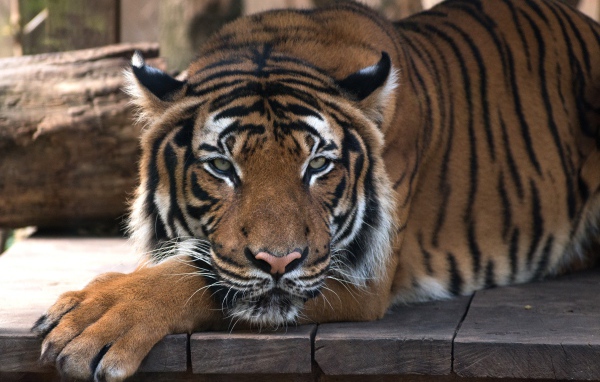 Большой полосатый тигр лежит на деревянном полу 