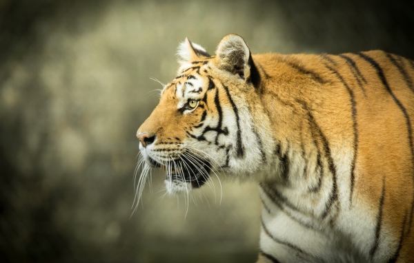 Большой тигр с открытой пастью на охоте