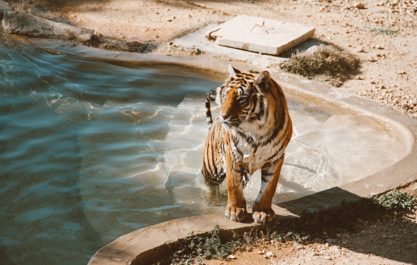Большой мокрый тигр вылезает из бассейна