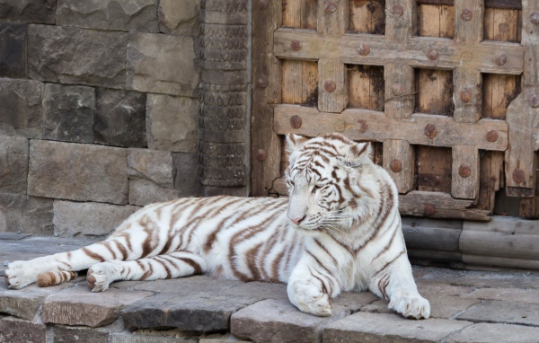 Большой белый тигр лежит в зоопарке