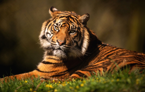 Суровый тигр лежит на зеленой траве 