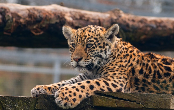 A small leopard lays boards