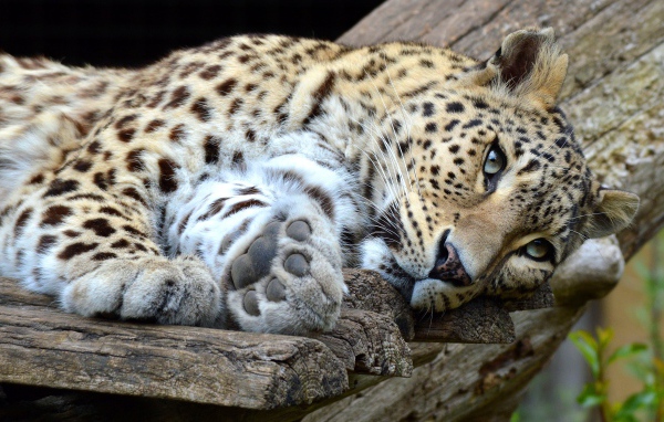 Красивый хищный пятнистый леопард лежит 