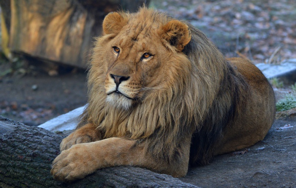 Большой красивый лев в зоопарке 