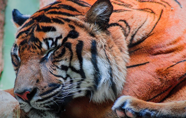 Большой красивый спящий тигр