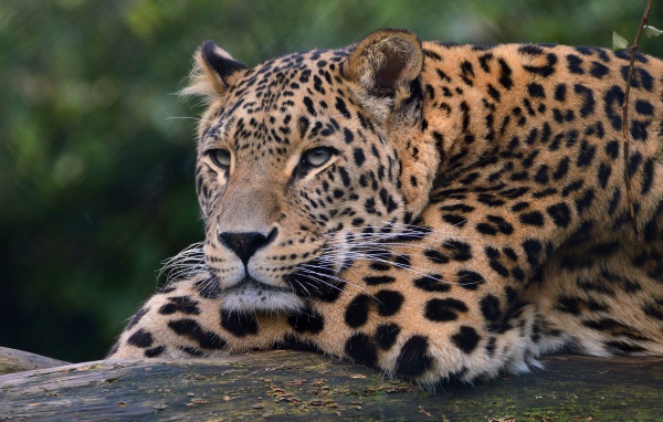 Большой красивый пятнистый леопард крупным планом