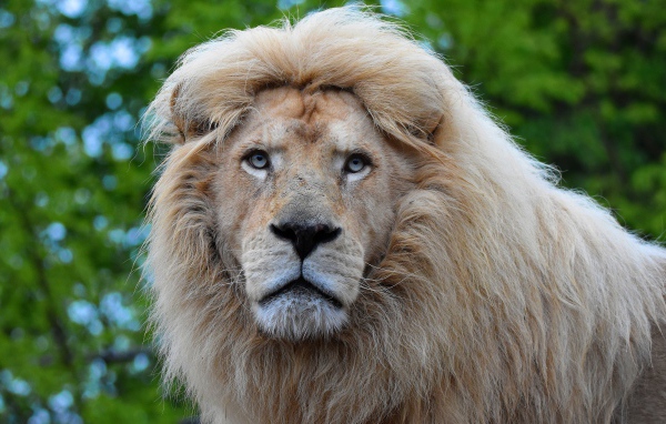 Большой голубоглазый лев морда крупным планом