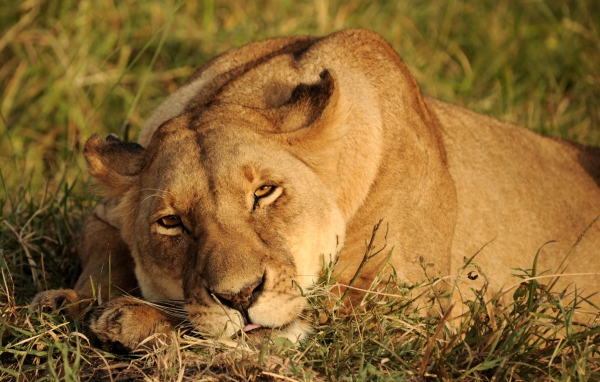 Большая львица спит на зеленой траве