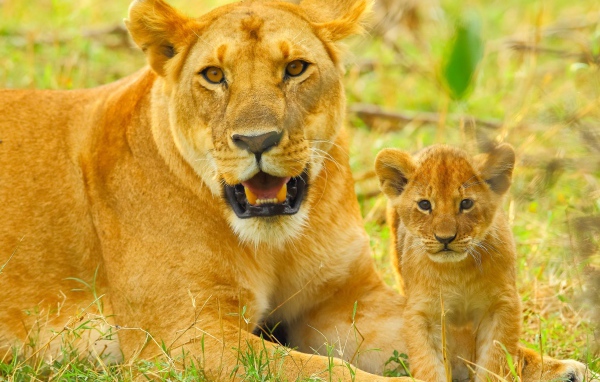 Большая львица с маленьким львенком лежат на зеленой траве