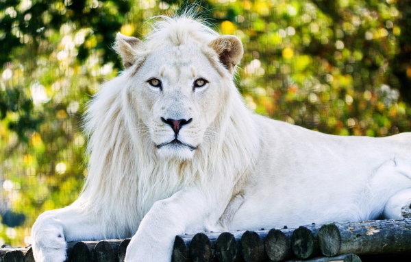 Большой белый лев лежит на дереве