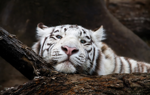 Большой белый тигр лежит на дереве