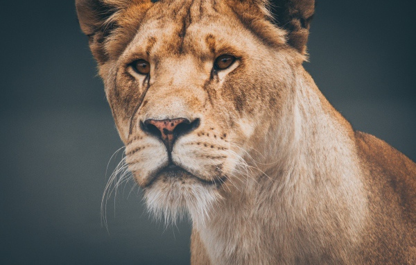 Морда большой серьезной львицы крупным планом