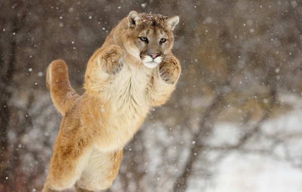 Прыжок большой пумы зимой