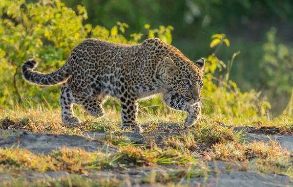 Леопард крадется по траве