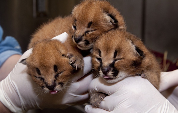 Маленькие котята каракала в руках