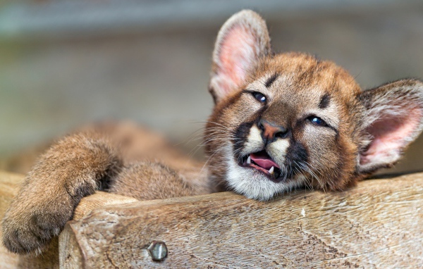 Маленький котенок пумы