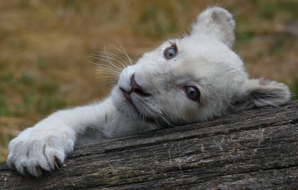 Маленький белый львенок лежит на дереве 