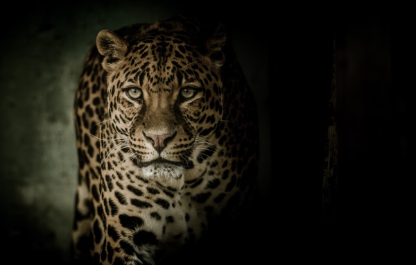 Взгляд пятнистого леопарда