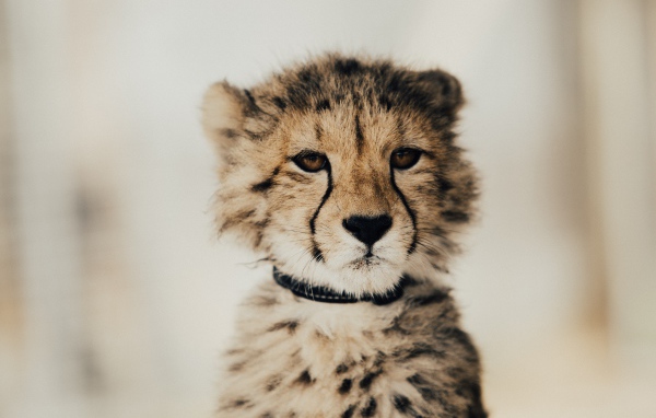 Морда гепард крупным планом