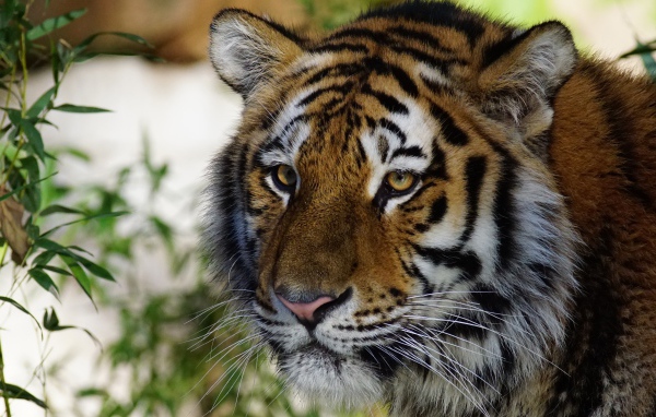 Морда большого красивого полосатого тигра крупным планом