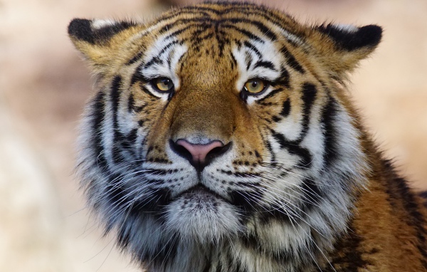 Морда большого полосатого тигра крупным планом