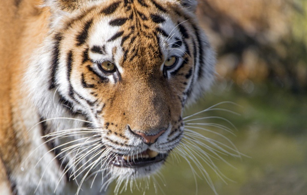 Морда большого тигра