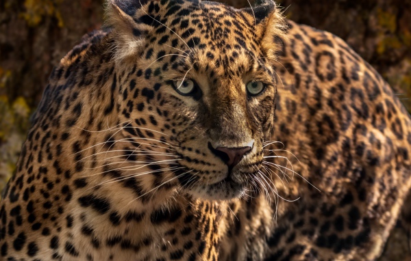 Испуганный большой леопард 