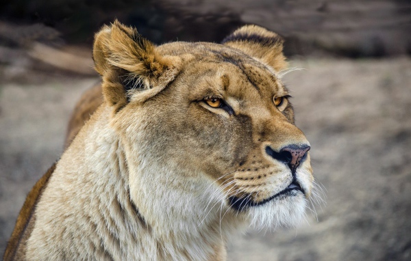 Серьезная морда большой львицы 