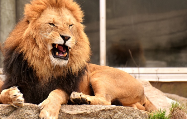 Грозный большой лев лежит на камне