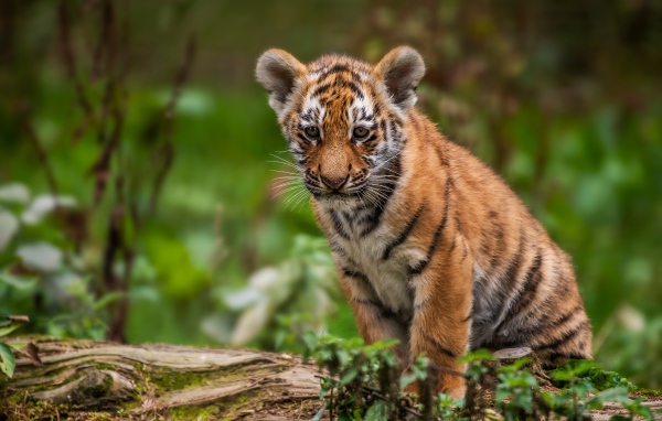 Маленький грустный тигренок сидит на сухом дереве