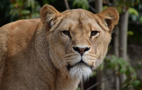Взгляд большой грозной львицы