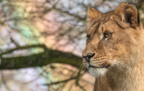 Взгляд  большой серьезной львицы