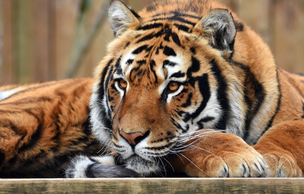 Взгляд большого полосатого тигра