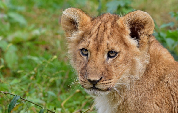 Взгляд маленького львенка