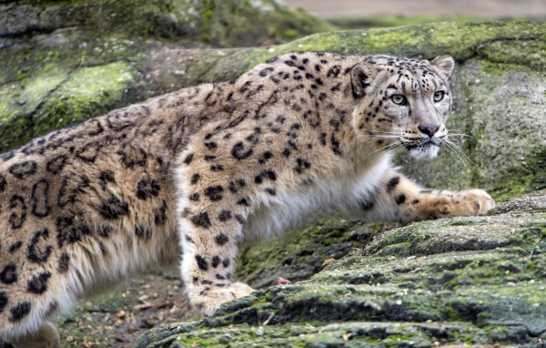 Снежный барс крадется по камням