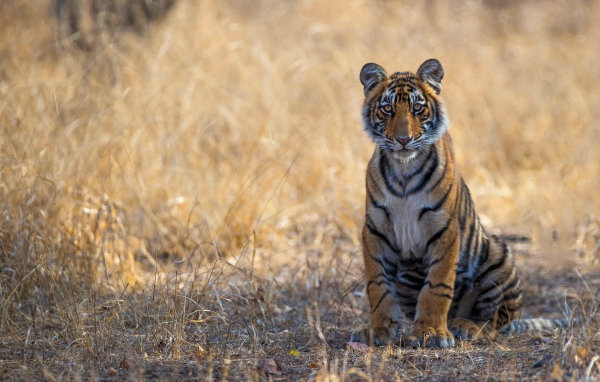 Тигр сидит на сухой траве 