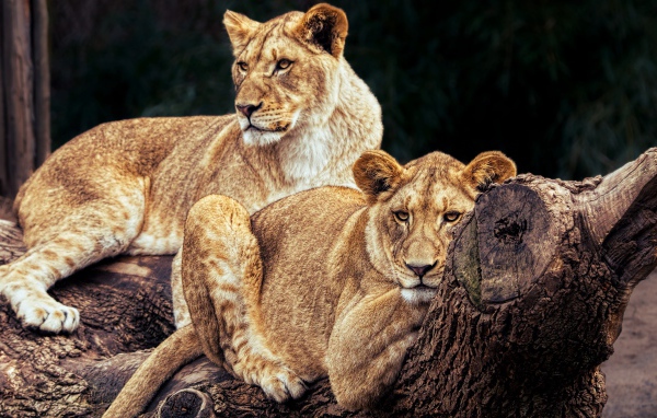 Две большие львицы лежат на дереве