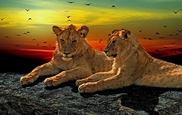 Две львицы лежат на камне на закате солнца