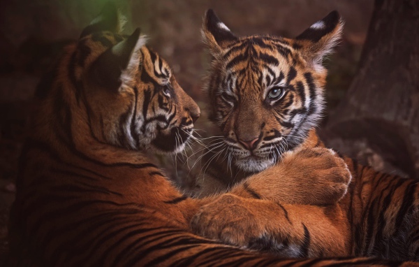 Два маленький тигренка играют